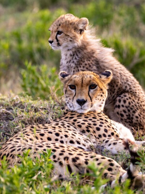 Kenya & Tanzania
