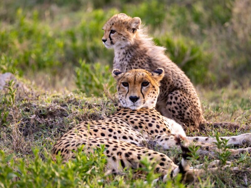 Kenya & Tanzania