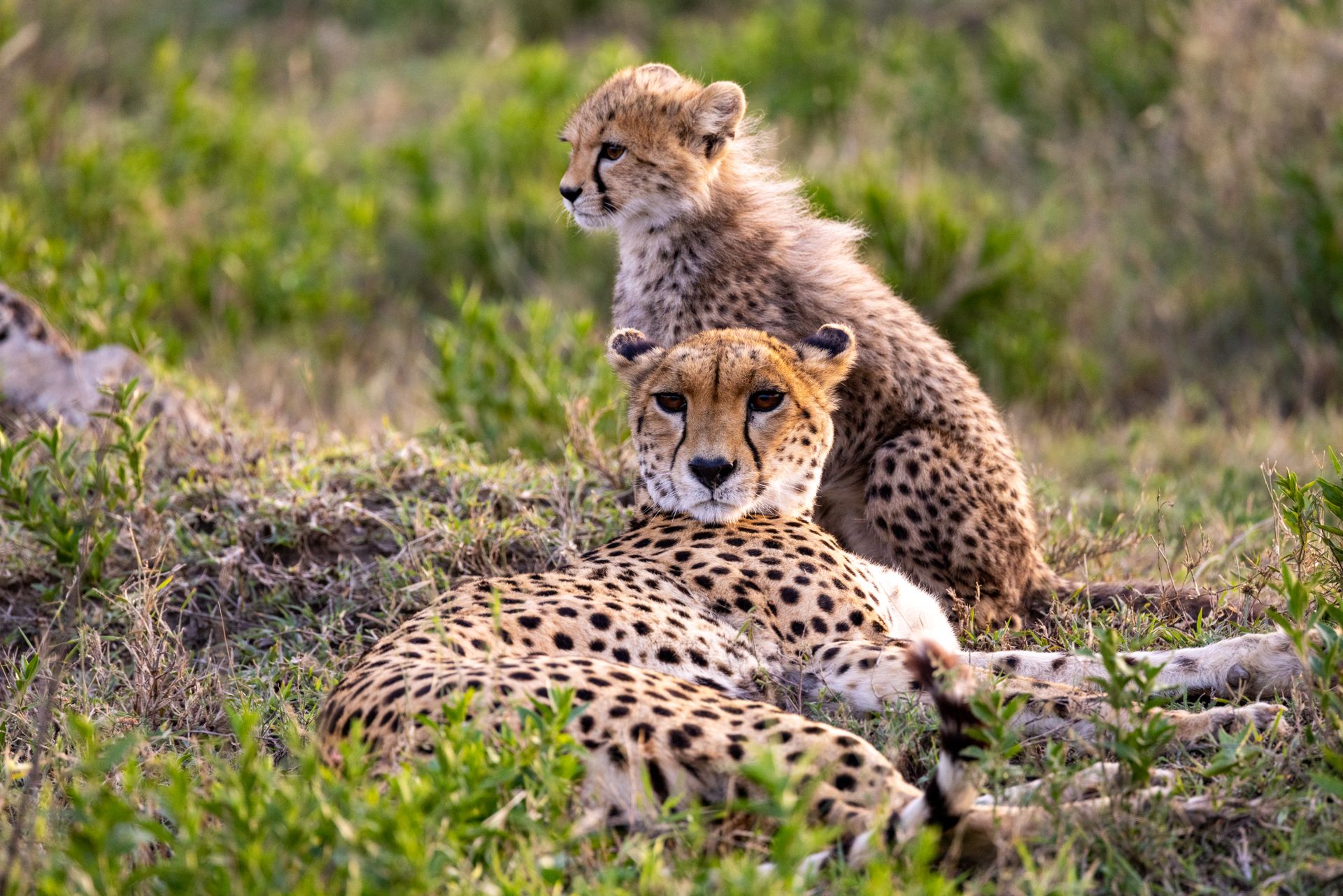 Kenya & Tanzania