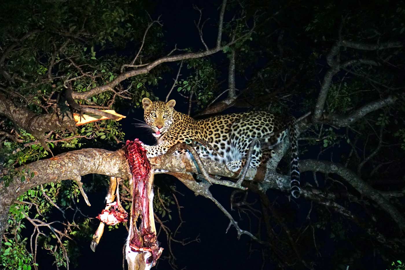 Night Game Drive