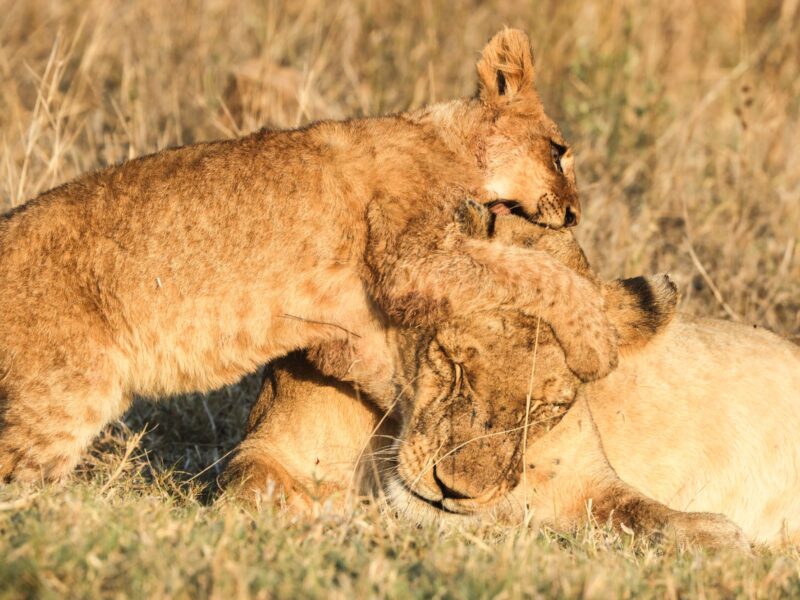 Spot iconic wildlife on a family adventure through untamed landscapes on a Tanzania safari