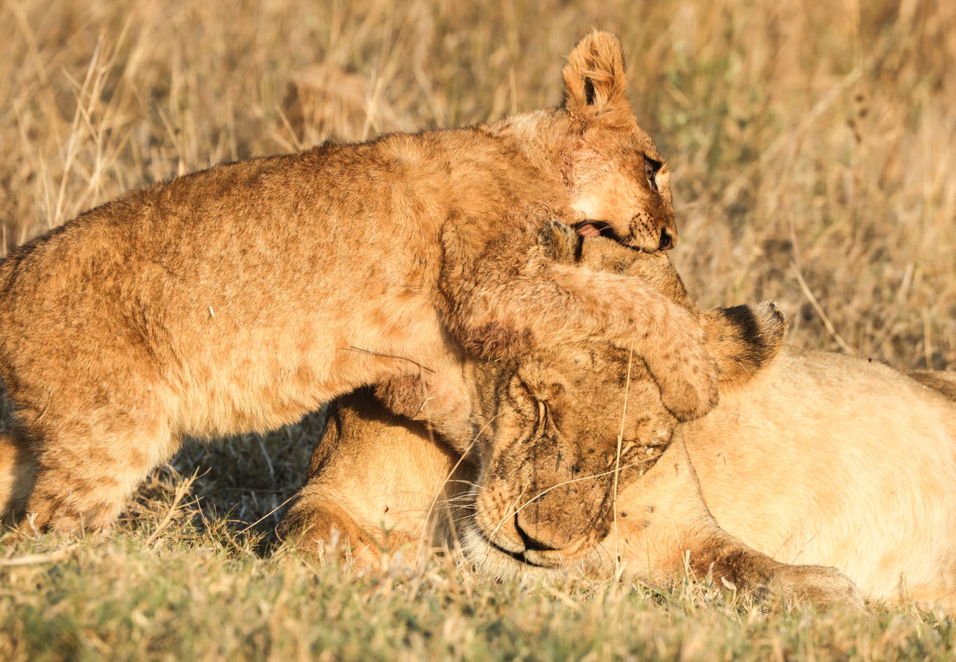 Tanzania safari landscape