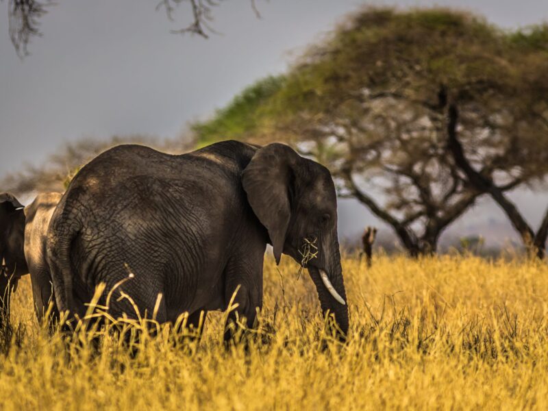 10-Day Kenya & Tanzania Safari