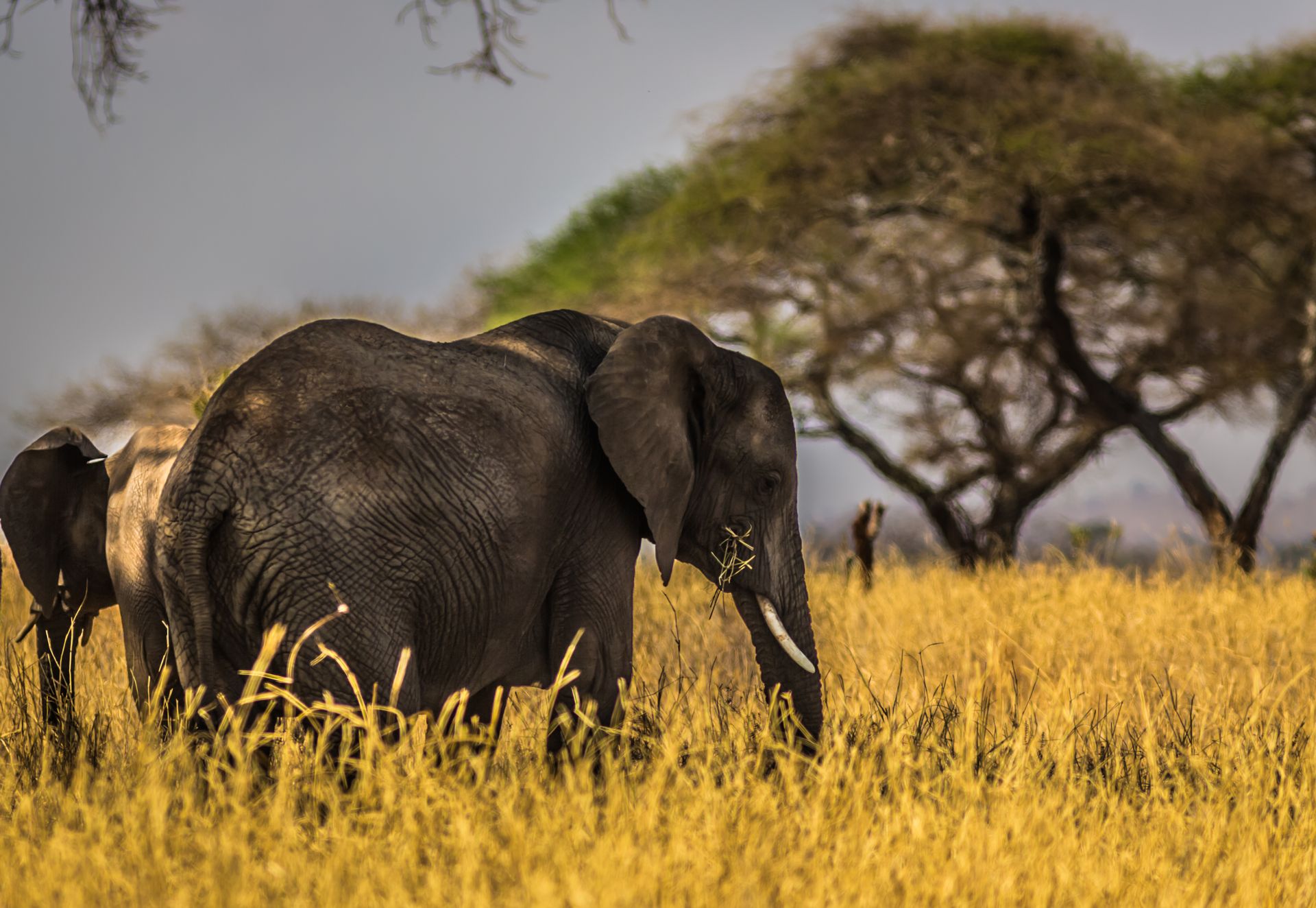 10-Day Kenya & Tanzania Safari — Tanzania safari landscape
