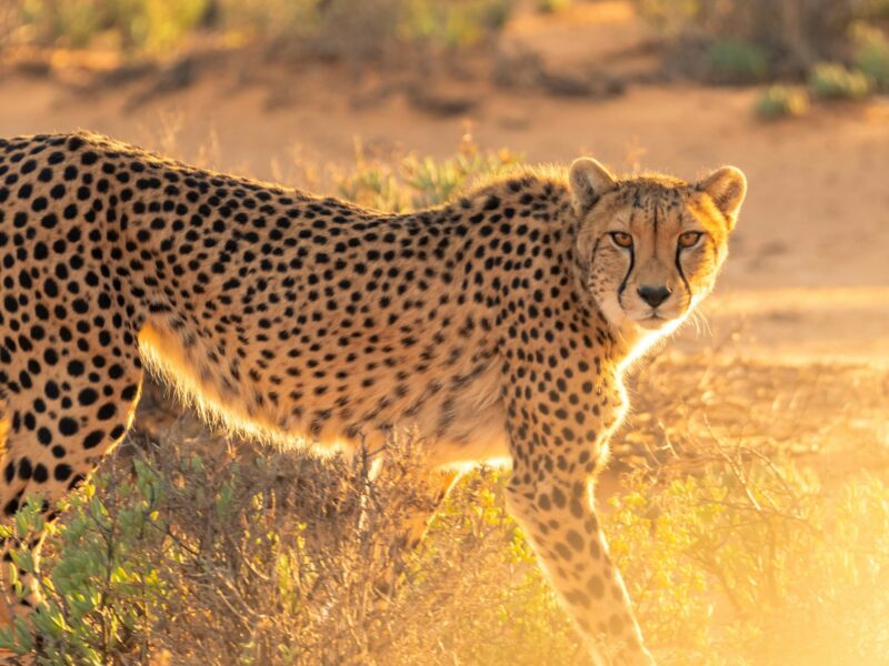 10-Day Tanzania & Kenya Safari