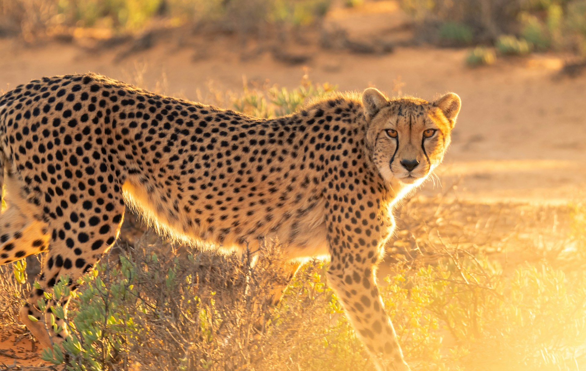 10-Day Tanzania & Kenya Safari — Tanzania safari landscape